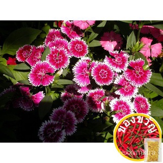 30PCS  Colorful Dianthus Carnation Flower seeds Biji Benih Bunga Colorful Dianthus/Carnationหลากสีไม้ไผ่ 花种子木瓜/上衣/母婴/香菜/