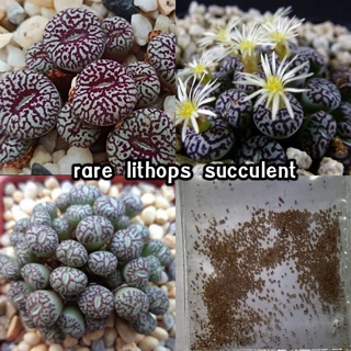 🌵เมล็ดพันธุ์🌵 rare lithops succulent