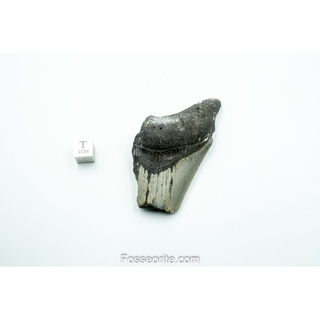 [อายุกว่า 20 ล้านปี!] #M19 ฟอสซิล ฟันฉลามยักษ์ Megalodon Fossil Tooth ขนาด 2.78" หนัก 56g จาก USA