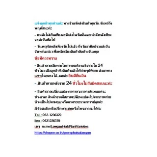 ต้นพันธ์ุโรสเมรี่ กระถาง8นิ้ว ส่งพร้อมกระถางค่ะ