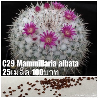 C29 Mammillaria albata 25เมล็ด 100บาท