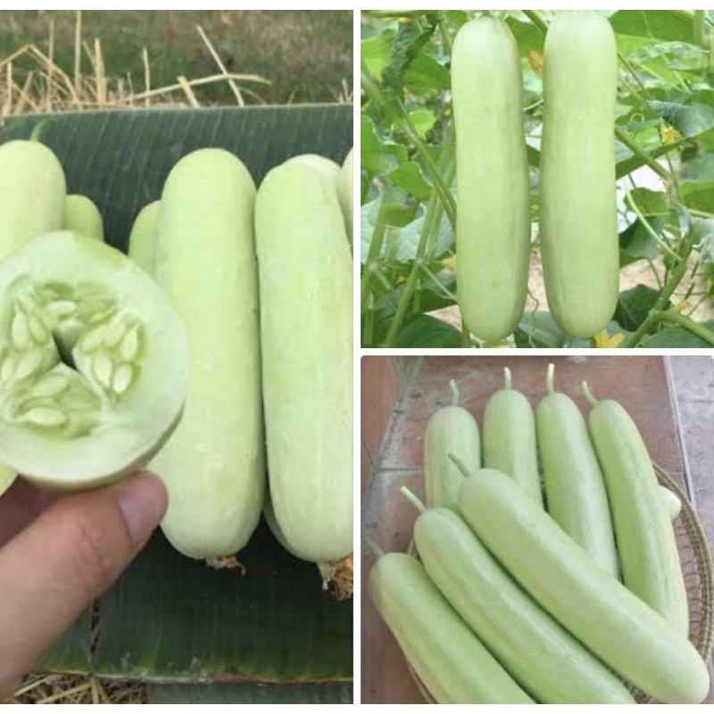 เมล็ดพันธุ์แตงกวาขาวหยก ซื้อ2ซองฟรี1