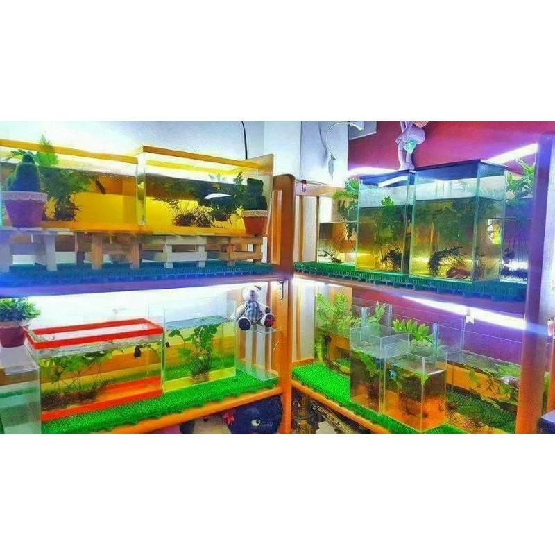 1 ก้าน 2 บาท เฟิร์นก้านดำ เฟินก้านดำ thumbnail 7