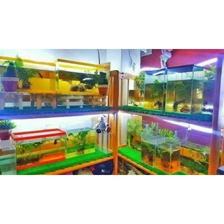 1 ก้าน 2 บาท เฟิร์นก้านดำ เฟินก้านดำ