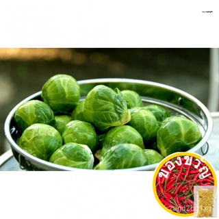 Brussel Sprouts Seeds | Brussel vegetable seeds | Brussel seeds |  Brussel long island improvedผักชี/มะละกอ/seeds/​​กระโ