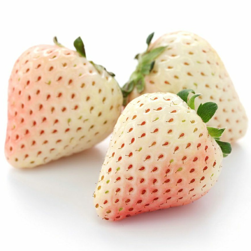 สตรอเบอรี่ขาว ญี่ปุ่น ถูกที่สุด 10 บ. เมล็ดพันธุ์สตรอเบอรี่ขาว20 เมล็ด งอกง่าย โตไว☘️ผลดก ทานอร่อย