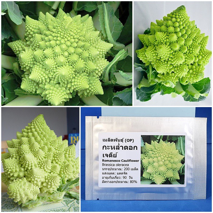 เมล็ดพันธุ์ กะหล่ำดอก เจดีย์ (Romanesco Cauliflower Seed) บรรจุ 200 เมล็ด คุณภาพดี ราคาถูก ของแท้ 10