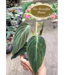 Philodendron​ Gigas ฟิโลเดนดรอน กิแกส