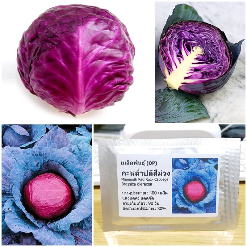 เมล็ดพันธุ์ กะหล่ำปลีสีม่วง (Mammoth Red Rock Cabbage Seed) บรรจุ 400 เมล็ด คุณภาพดี ราคาถูก ของแท้ 100%