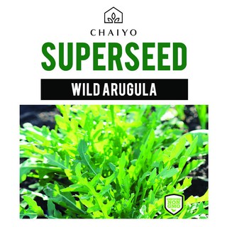 เมล็ดพันธุ์ไวลด์ ร็อกเก็ต ชัยโย WILD ARUGULA (WILD ROCKET)