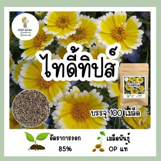 เมล็ดพันธุ์ ไทดี้ทิป (Tidy Tip) 100เมล็ด เมล็ดพันธุ์ OP แท้ อัตราการงอกสูง 🌱