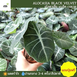 อโลคาเซีย แบลคเวลเวท ใบกำมะหยี่ Alocasia Black Velvet ใบใหญ่ แข็งแรง