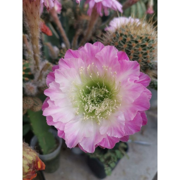 กระบองเพชรหน่อเด็ดสด cactus Echinopsis In Love  ไม้นำเข้า ออกดอกในไทยแล้ว  ขนาดหน่อ 2.5 - 3 ซม.