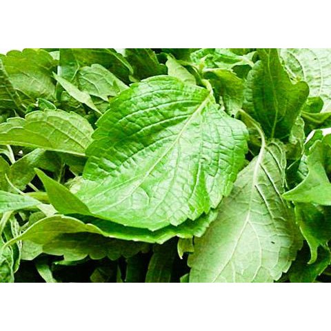 เมล็ดยี่หร่า จันทร์หอม กระเพราญวน เนียม โหระพาช้าง สมุนไพรไทย 100 เมล็ด มีบริการเก็บเงินปลายทาง - รูปที่ 2