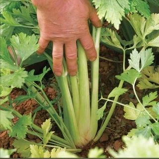 300 เมล็ด เมล็ดพันธุ์ เซเลอรี่ (celery) ขึ้นฉ่ายฝรั่งต้นใหญ่
