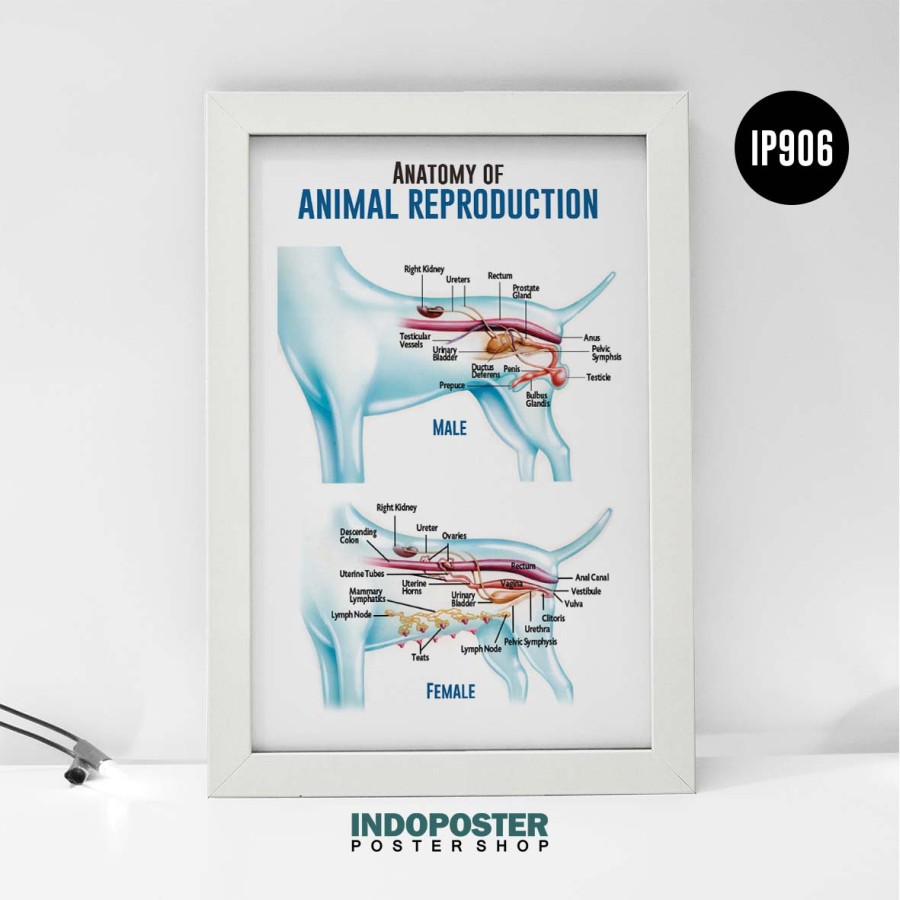 Pet Shop Poster Animal Doctor Clinic - Animal Reproductionive Anatomy Dog Canine Animal Reproduction