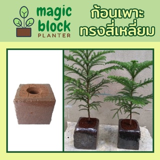 Magicblock ส20.20 ก้อนเพาะปลูกมหัศจรรย์ ขนาด 20*20*20 cm