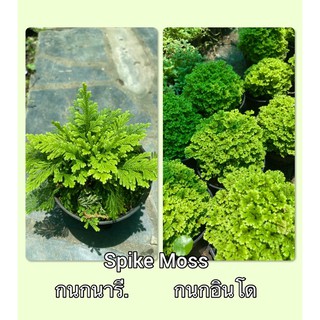 🌿เฟิร์นกนกอินโด และ  เฟิร์นกนกนารี🌿 Spike Moss มอส จัดสวนถาด