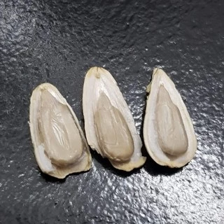 ทานตะวัน Aป้อม เม็ดใหญ่ เกรดA อาหารนกแก้ว และสัตว์ฟันแทะ สะอาด ร่อนฝุ่น (แบ่งขาย 500G / 1KG)
