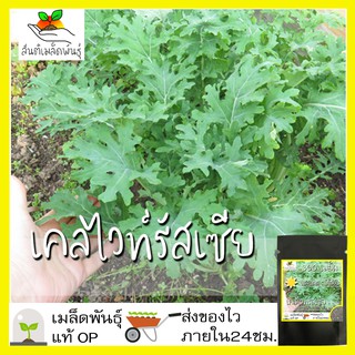 เมล็ดพันธุ์ เคลไวท์รัสเซีย 300 เมล็ด White Russian Kale seed เมล็ดพันธุ์แท้ นำเข้าจากต่างประเทศ ปลูกผัก สวนครัว