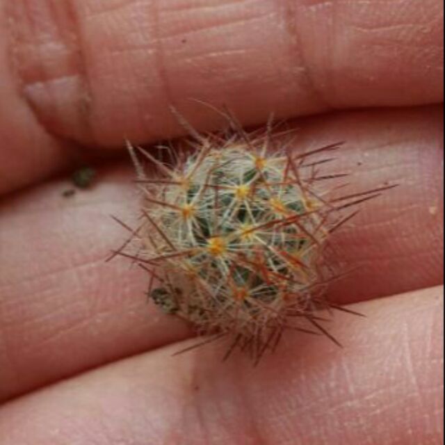 กระบองเพชร แคสตัส แคคตัส ไม้อวบน้ำ หน่อแมมเม็ดพริก หนามเหลือง castus