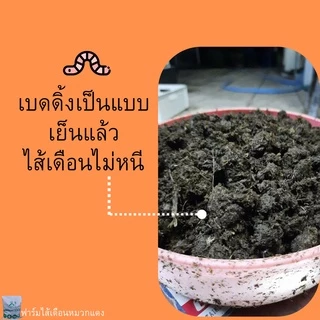 เบดดิ้งเลี้ยงไส้เดือน ปุ๋ยหมัก ขี้วัวนมหมัก ปุ๋ยคอกหมัก ปุ๋ยขี้วัวนม ที่อยู่ไส้เดือน