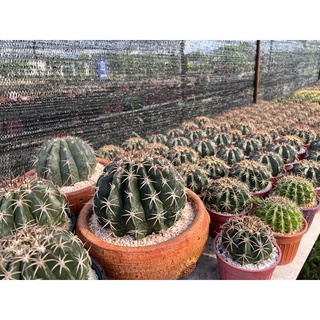 เมโลแคคตัส (Melocactus) ในกระถางลูกฟูกขนาด3.5นิ้ว สวนPeacockCactus