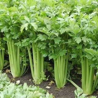 [10แถม1] เมล็ดพันธุ์ เซเลอรี่ Celery ขนาดบรรจุประมาณ 2,000 เมล็ด ขึ้นฉ่ายฝรั่ง คื่นฉ่ายฝรั่ง ขึ้นช่าย คึ่นช่าย คื่นฉ่าย