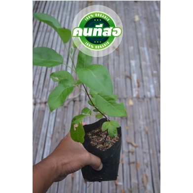 ต้นคนทีสอ ใช้เยอะในการปรุงยา ต้นพันธุ์แข็งแรง ลงดินได้เลย - รูปที่ 2