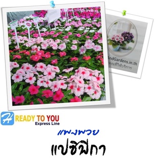 แพงพวย (Vinca) แปซิฟิกา 25 เมล็ด (จาก PanAmerican Seed Co.)