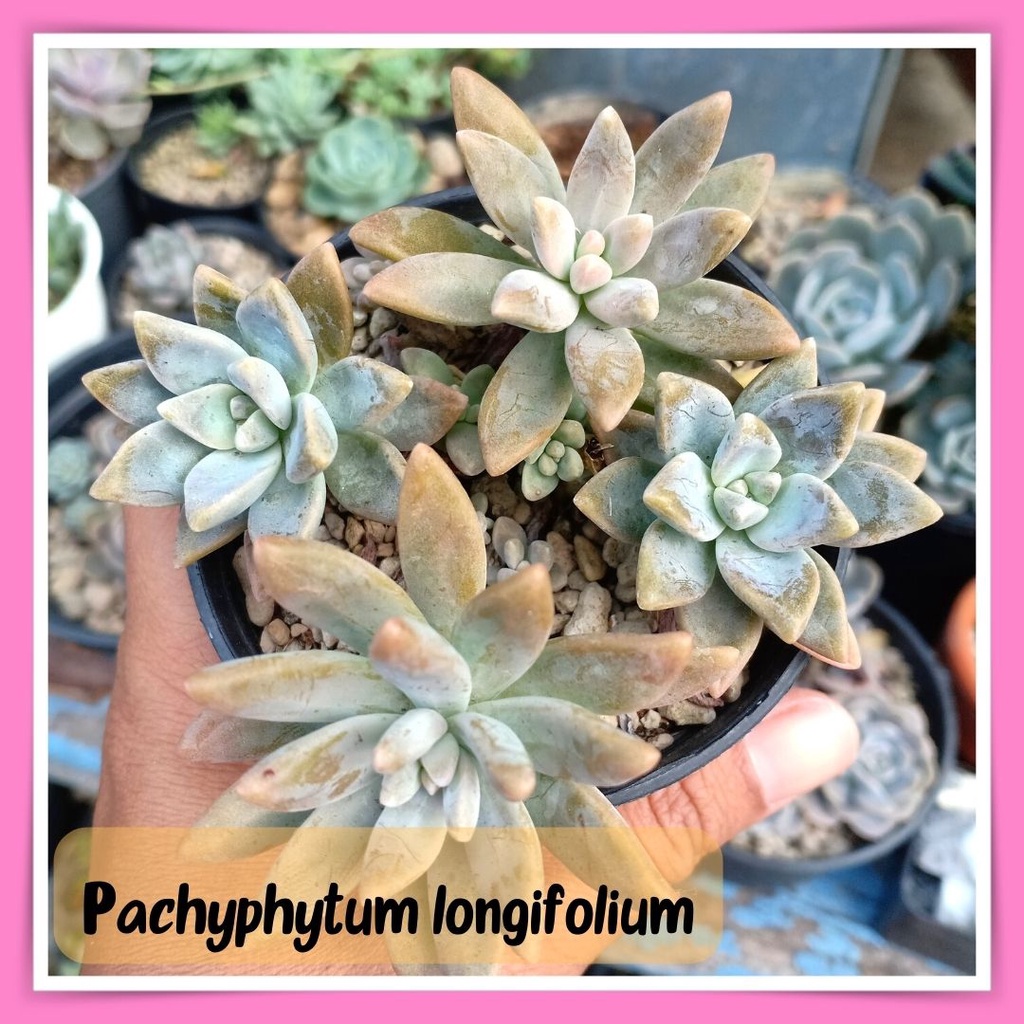 ไม้อวบน้ำ succulents Pachyphytum longifolium กุหลาบหิน มีให้เลือก ส่งพร้อมกระถาง