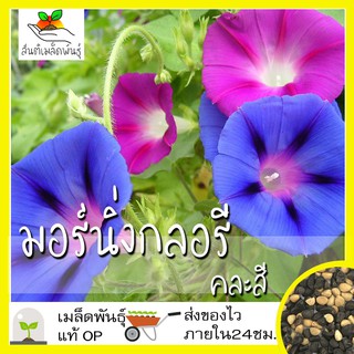 เมล็ดพันธุ์ มอร์นิ่งกลอรี คละสี 50 เมล็ด Mixed Morning Glory Flower เมล็ดพันธุ์แท้ นำเข้าจากต่างประเทศ ปลูกผัก สวนครัว