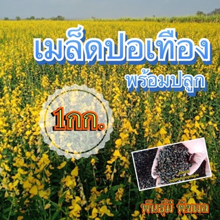 🐝เมล็ดใหม่ งอก 100%🐝 ปอเทือง เมล็ดปอเทือง 1 กก.