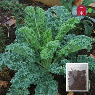 เมล็ดพันธุ์ เมล็ดเคล เคล คะน้าเคล ผักเคล คะน้าใบหยิก 1000 เมล็ด (Kale seed)