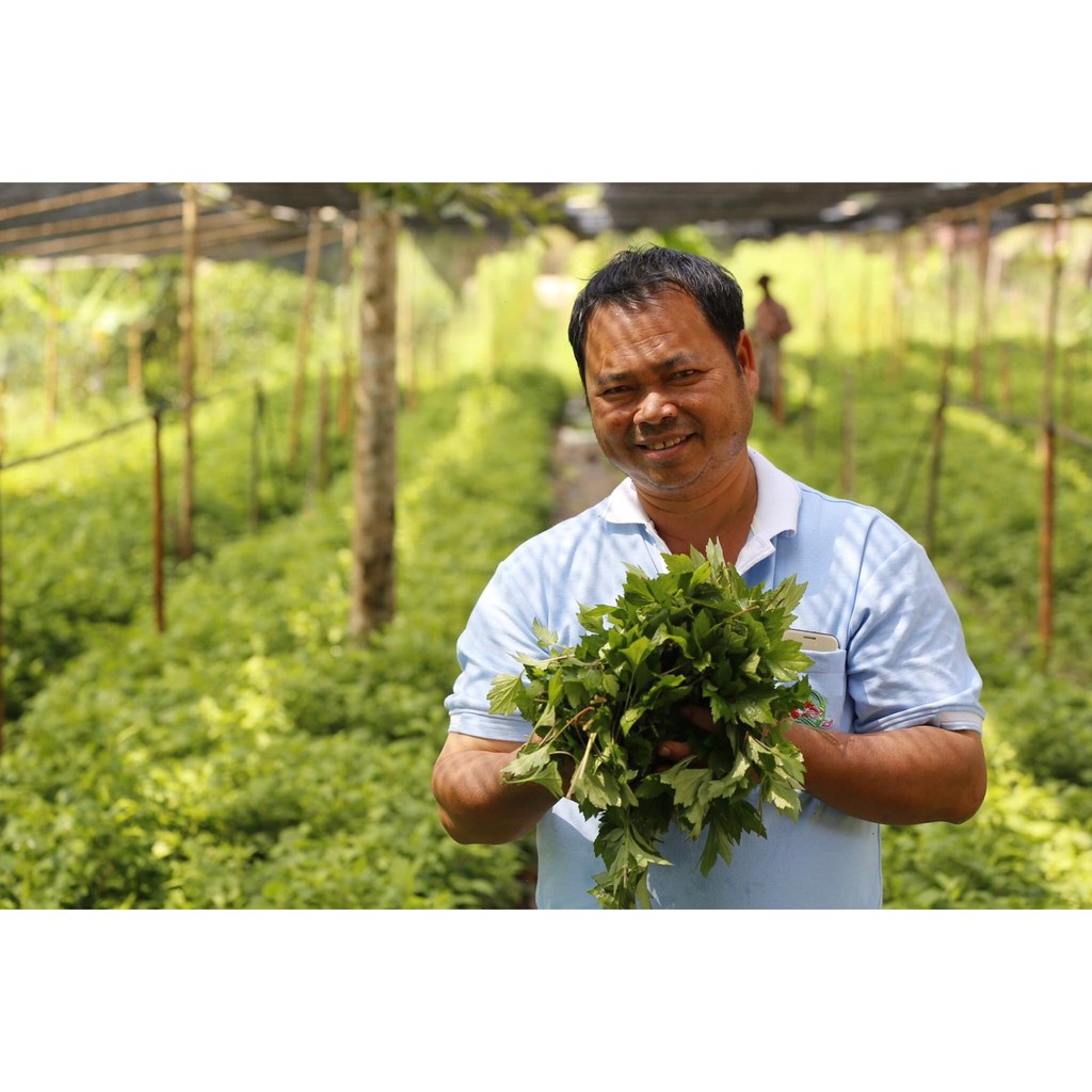 สินค้ารอพรีออเดอร์15-30 วัน ก้านจิงจูฉ่ายออร์เเกนิค 100% ผักสดใหม่ทุกวัน    ฟาร์มได้รับรางวัลระดับประเทศ ปี2546