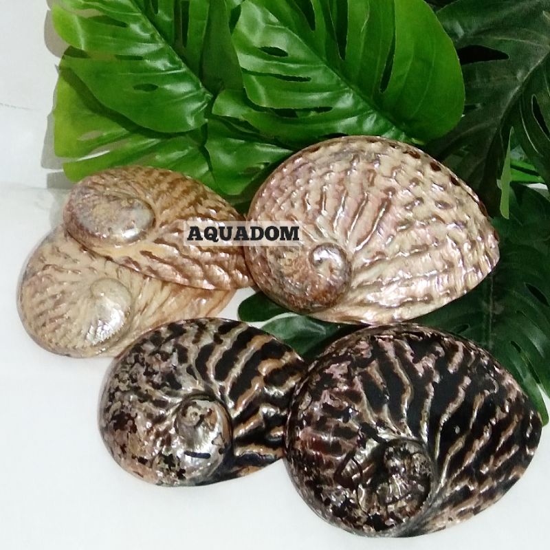 Abalone SHELL COLLECTION พิเศษหายากต้นฉบับนําเข้า NEWZEALAND SHELLS PAWA PAULA