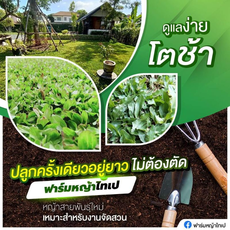 หญ้าไทเป5ตรม.คุณภาพดี กอใหญ่ ส่งด่วนได้ - รูปที่ 2