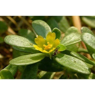 300 เมล็ด ผักเบี้ยใหญ่ Portulaca oleracea ผักอีหลู ผักตาโค้ง ผักเบี้ยดอกเหลือง ผักเบี้ยใหญ่ แดงสวรรค์ สมุนไพรไทย