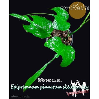 อิพิ หางกระเบน epipremnum pinnatum skeleton key