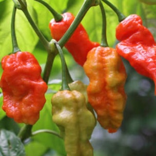 เมล็ดพริกปีศาจ ออร์แกนิค บุตโจโลเกีย, นากา โจโลเกีย  - Bhut jolokia