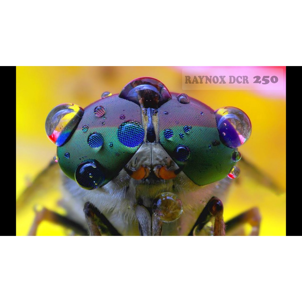 เลนส์แปลง Raynox DCR-250 Super Macro Snap-On