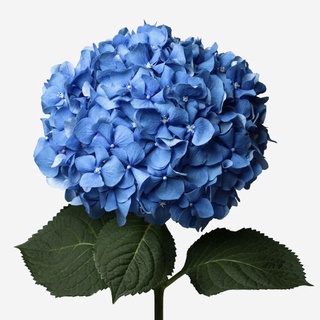 20 เมล็ด เมล็ดไฮเดรนเจีย Hydrangea Seeds สีฟ้า ไฮเดรนเยียสายพันธุ์ฝรั่งเศส