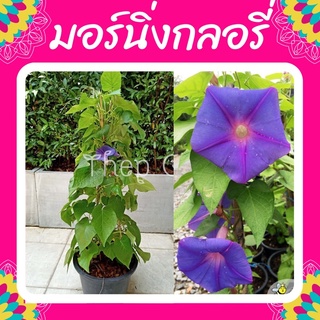 ต้นมอร์นิ่งกลอรี่ (ผักบุ้งฝรั่ง) #ไม้เลื้อยดอกสีม่วง ทำซุ้ม🟣