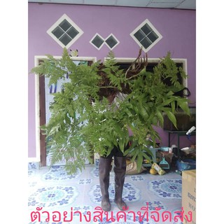 นาคราชติดฮาวาย (ขาย ต้นพันธุ์) ต้น นาคราช ติด เฟิร์น ฮาวาย Fern ป.ปลา