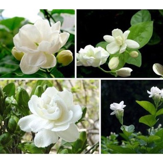 10 เมล็ดพันธุ์ มะลิซ้อน Jasmine flower Seeds มีคู่มือพร้อมปลูก อัตรางอก 80-85%