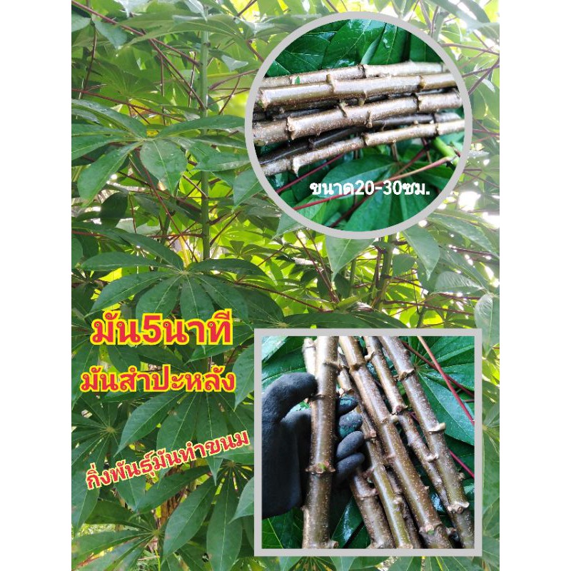 มัน5นาทีมันสำปะหลังมันทำขนม​ 5ท่อน40บาท10ท่อน60บาท