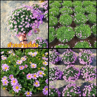 (1ต้น) ต้น ดอก เดซี่ ต้นเดซี่ ดอกเดซี่ สี ชมพู daisy สวนนายนนท์