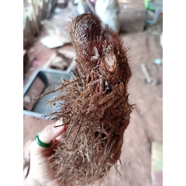 🌱ต้นทรีเฟิร์น มหัสดำ🌱