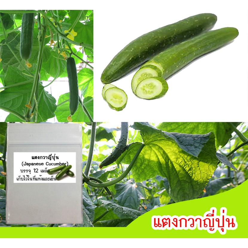 เมล็ดพันธุ์แตงกวาญี่ปุ่น (Japanese Cucumber) 12 เมล็ด