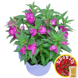 โฟร์ซีซั่重瓣【Impatiens เมล็ด】ง่ายต่อการปลูกเฮนนาในร่มระเบียงสวนกระถางหลายสีเมล็ด Impatiens园艺/芹菜/seeds/帽子/内裤/香菜/鲜花/苹果/生菜/向